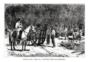 Høsting av kaffen, Brasil, 1800-tallet