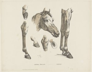 Hingsthest / Hengst (tittel på objekt) av A. van Loco
