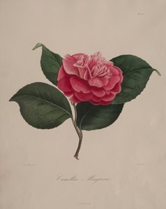 Ikonografi av slekten camellia: nr. 171, 1839-1843. av Abbé Laurent Berlèse