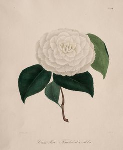 Ikonografi av kameliaslekten: nr. 194, 1839-1843. av Abbé Laurent Berlèse