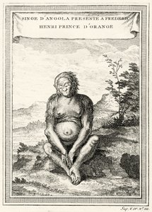Illustrasjon av Orang-Outang presentert for Frederick Henry, Prince of Orange, 1750 av Abbé Prévost