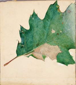 Oligocentra Lignicolor, Walker, studie for boken Concealing Coloration in the Animal Kingdom. av Abbott Handerson Thayer