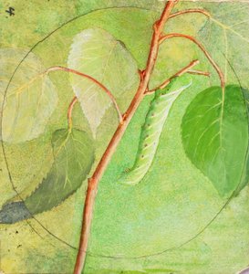Sphinx Caterpillar, studie for boken Concealing Coloration in the Animal Kingdom, n.d. av Abbott Handerson Thayer