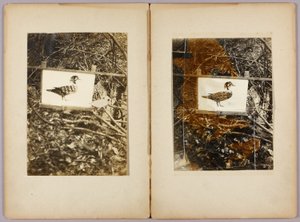 Sjablonger Ender, studiemappe for boken Skjule fargelegging i dyreriket av Abbott Handerson Thayer