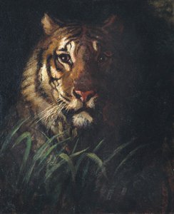 Tigerhode, ca. 1874.