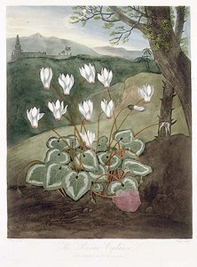 Den persiske Cyclamen, gravert av Elmes, fra 