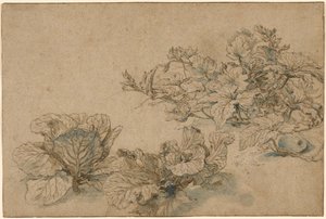 Studier av en margplante og kål av Abraham Bloemaert
