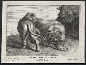 Ulike løver