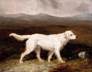 Charles Bretts hvite engelske setter 