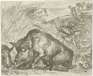 Villsvin Forskjellige dyr (serietittel) av Abraham Danielsz. Hondius