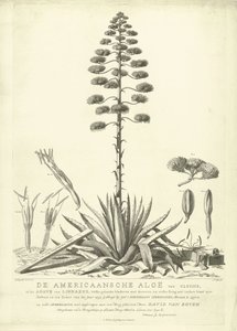 Blomstrende amerikansk aloe, 1757 The American Aloe of Clusius, or the Agave of Linnaeus (...) Having Bloomed in the Summer of the Year 1757 av Jac: Schuurmans Stkehooven, Florist in Leiden (tittel på objekt) av Abraham Delfos