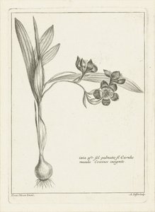 Ixia av Abraham Delfos