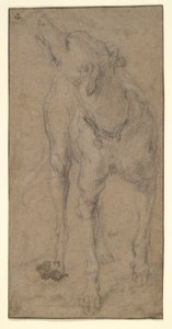 Studie av en hund av Abraham Hondius