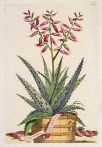 Aloe Vera Costa Spinosa, fra 