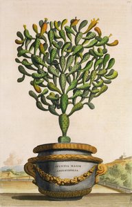 Opuntia Maior Augustifolia, fra Phytographia Curiosa, utgitt 1702