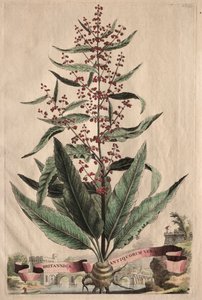 En nysgjerrig phytographia