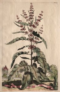 Nysgjerrig fytografi: Lapathum Longifolium Curlum av Abraham Munting
