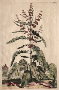Curious Phytographia: Lappathum Longifolium Crispum. av Abraham Munting