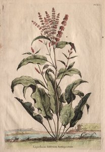 Nysgjerrig fytografi: Lapathum Sativum of the Ancients
