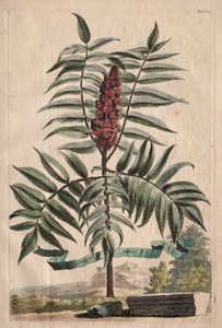  av Abraham Munting