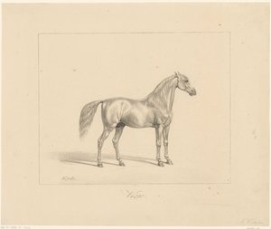 Arabisk hingst Vezir (tittel på objekt) av Abraham Vinkeles