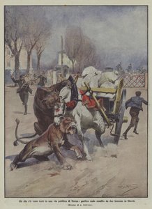 What If sett i en offentlig gate i Torino, et fredelig muldyr angrepet av to løvinner på frifot av Achille Beltrame