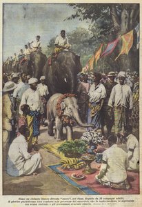 Som en hvit elefant blir den hellig i Siam