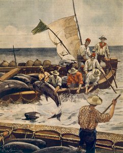 Ekstraordinært fiske av blåfinnet tunfisk på Piana Island, Sardinia, av Achille Beltrame (1871-1945), fra La Domenica del Corriere, 30. juni 1900 av Achille Beltrame