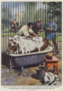 Jackie, en seks år gammel løve fra Los Angeles Zoo, tar et lunkent bad?