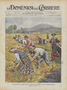Gratis høsting i Free State, hvordan det begynte i mange italienske kampanjer
