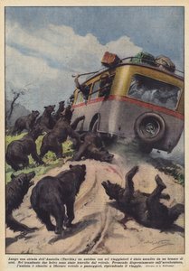 Langs en vei i Anatolia (Tyrkia) ble en buss med seks passasjerer angrepet av en flokk med bjørner