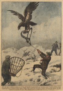 I fjellene i Coggiola (Biella) var en ung mann i stand til å ta en vakker kongeørn i en felle