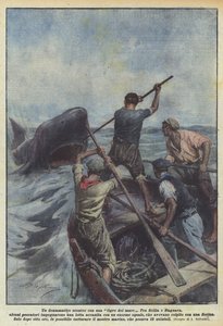 En dramatisk konfrontasjon med en havtiger