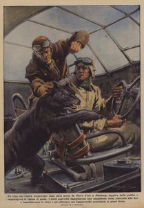Rømte en bjørn, som ble fraktet med flyselskapet fra New York til Pittsburg, fra buret?