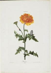 Papauer I. 106. Morpheus, fra Hortus Nitidissimis, 1773 (håndkolorert gravering) av Adam Louis Wirsing