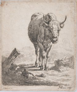 En ku, sett forfra, 1805.