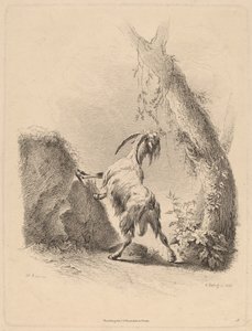 Geit i et landskap, 1805. av Adam von Bartsch