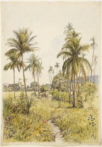 Palmetrær, Colima (akvarell)