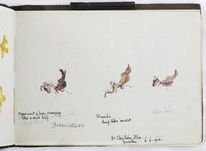 Skissebok med tegninger og notater, Nord- og Sør-Amerika (inkludert Mexico) av Adela Breton