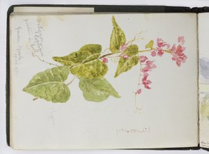 Skissebok med akvareller, tegninger og notater, Mexico, 1896-1898 (akvarell) av Adela Breton