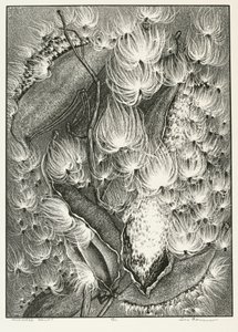 Milkweed ballett av Adolf Ernst Meissner