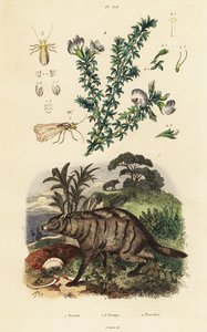 Aardwolf, arabisk ert og lus. av Adolph (after) Fries