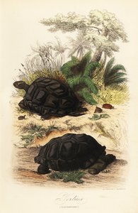 Aldabra kjempeskilpadde, Aldabrachelys gigantea, sårbar