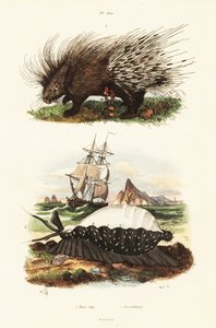 Crested pinnsvin og tiger cowrie.