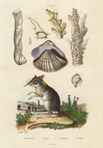 Elefantsmus, musling og koraller., 1834-1839 (gravering) av Adolph (after) Fries