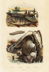 Abbor, perleøsters, fløyelsorm og snøring., 1834-1839 (gravering)