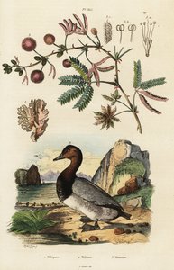 Sjøingefær, pochard og følsom plante. ,1834–1839 (gravering) av Adolph (after) Fries