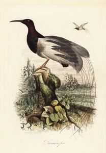 Tolvtrådet paradisfugl, Seleucidis melanoleucus