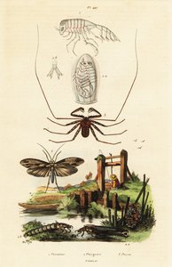 Pisk edderkopp og caddisfly.