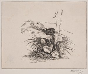 Fiolinen av Johan Adolph Kittendorff